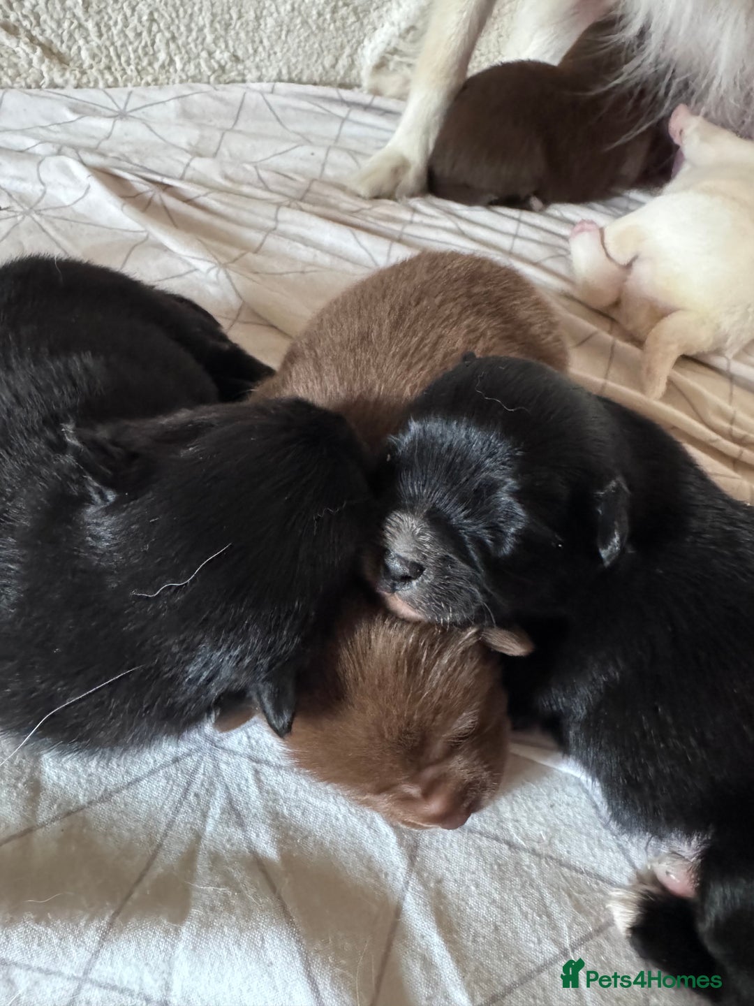 Pomchi dogs for sale: 💖 Beautiful Pomchi Pups 💖 - Image 6