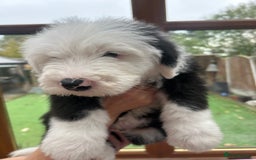 Old English Sheepdog dogs for sale: Outstanding Old English Sheepdog - Image 6