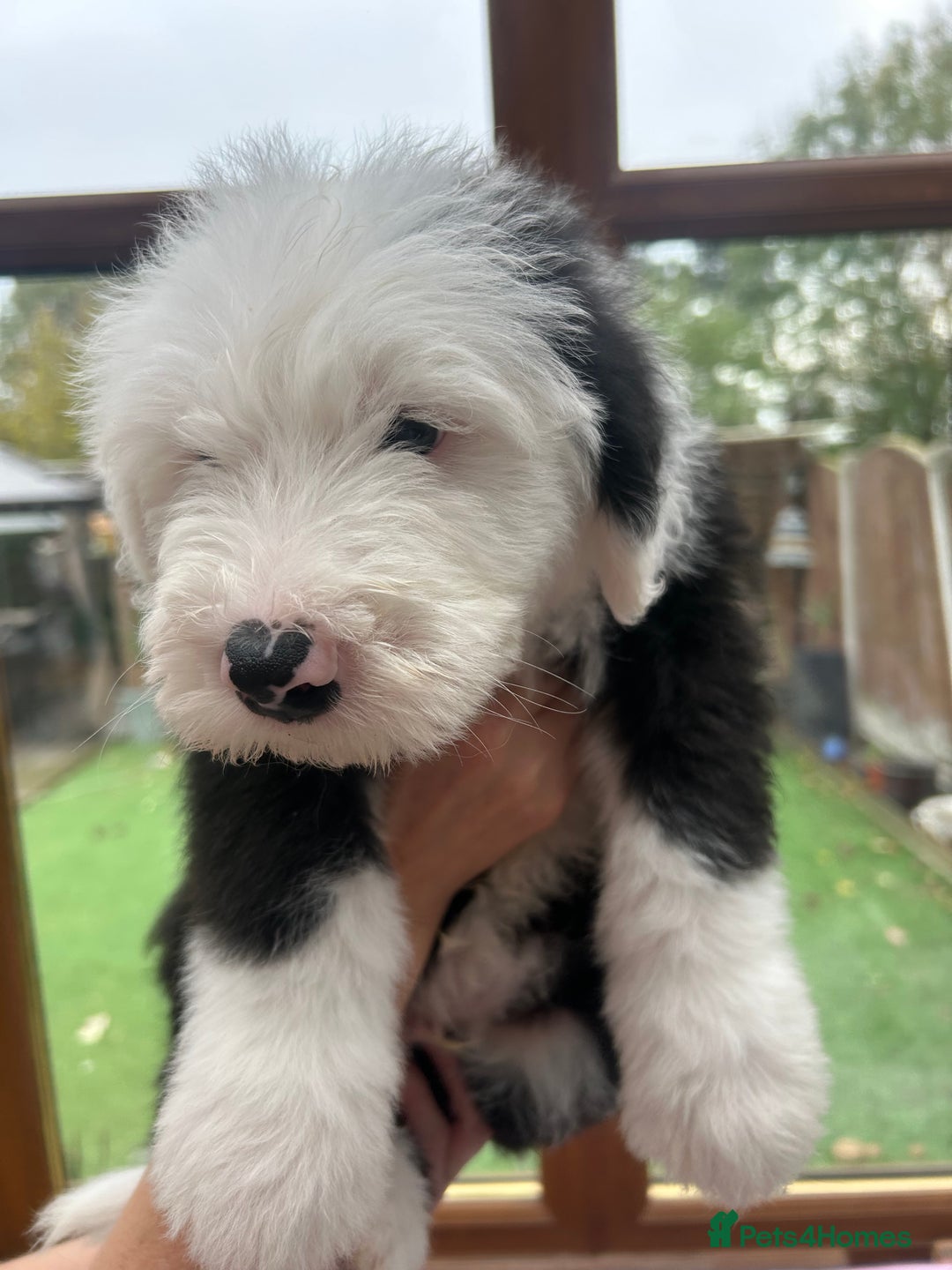 Old English Sheepdog dogs for sale: Outstanding Old English Sheepdog - Image 6