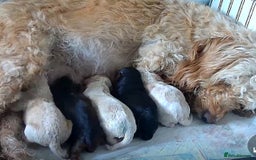 Cockapoo dogs for sale: stunning cockapoo puppies  - Image 26
