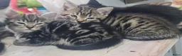 British Shorthair cats for sale: A beautiful litter of 5 kittens British Shorthair - Advert 14