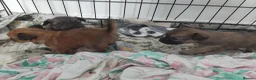 Mixed Breed dogs for sale: Beautiful fur babies  - Advert 5