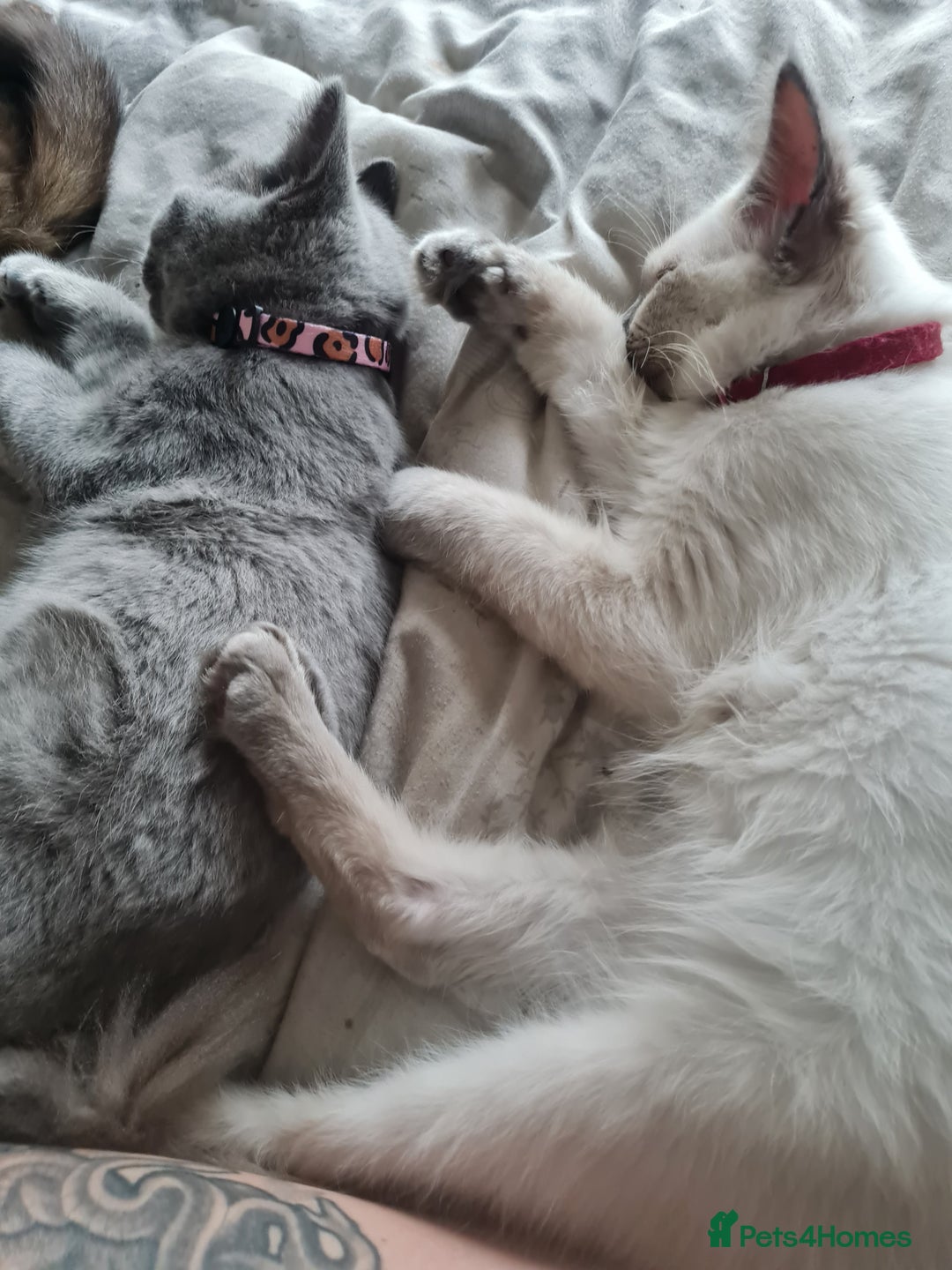 Ragdoll cats for sale: Mr Ragdoll  - Image 1