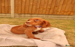 Cocker Spaniel dogs for sale: Cocker Spaniel Puppies - Image 9