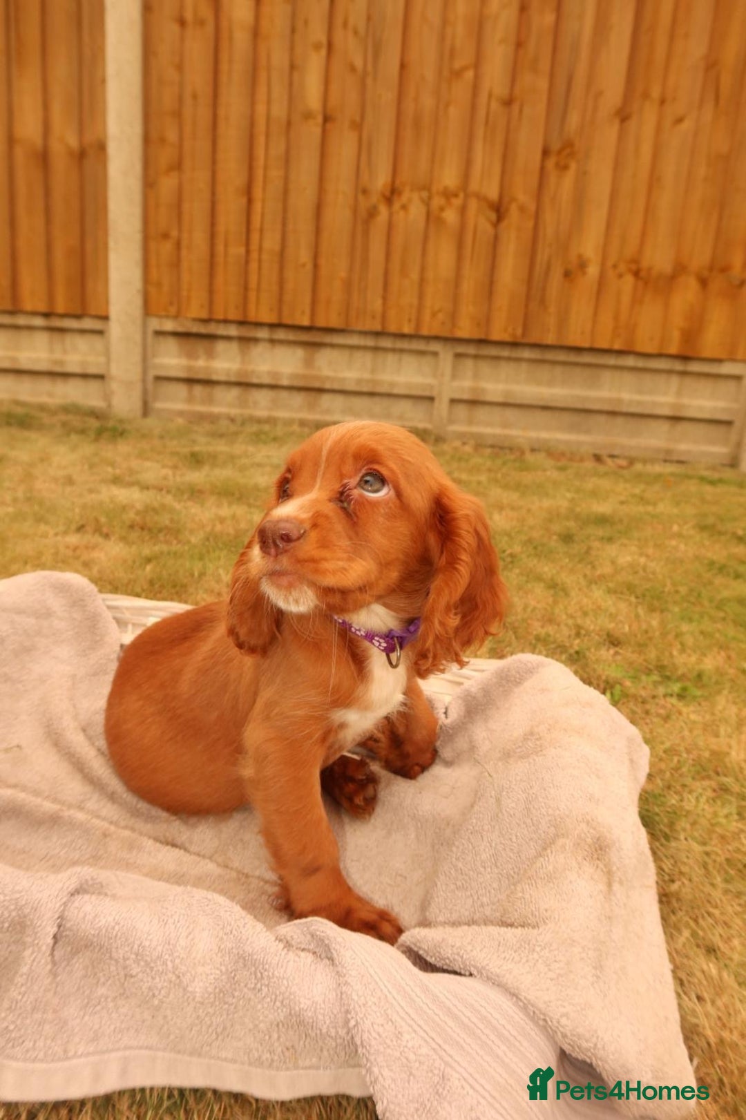 Cocker Spaniel dogs for sale: Cocker Spaniel Puppies - Image 9
