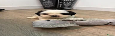 Shih Tzu 2