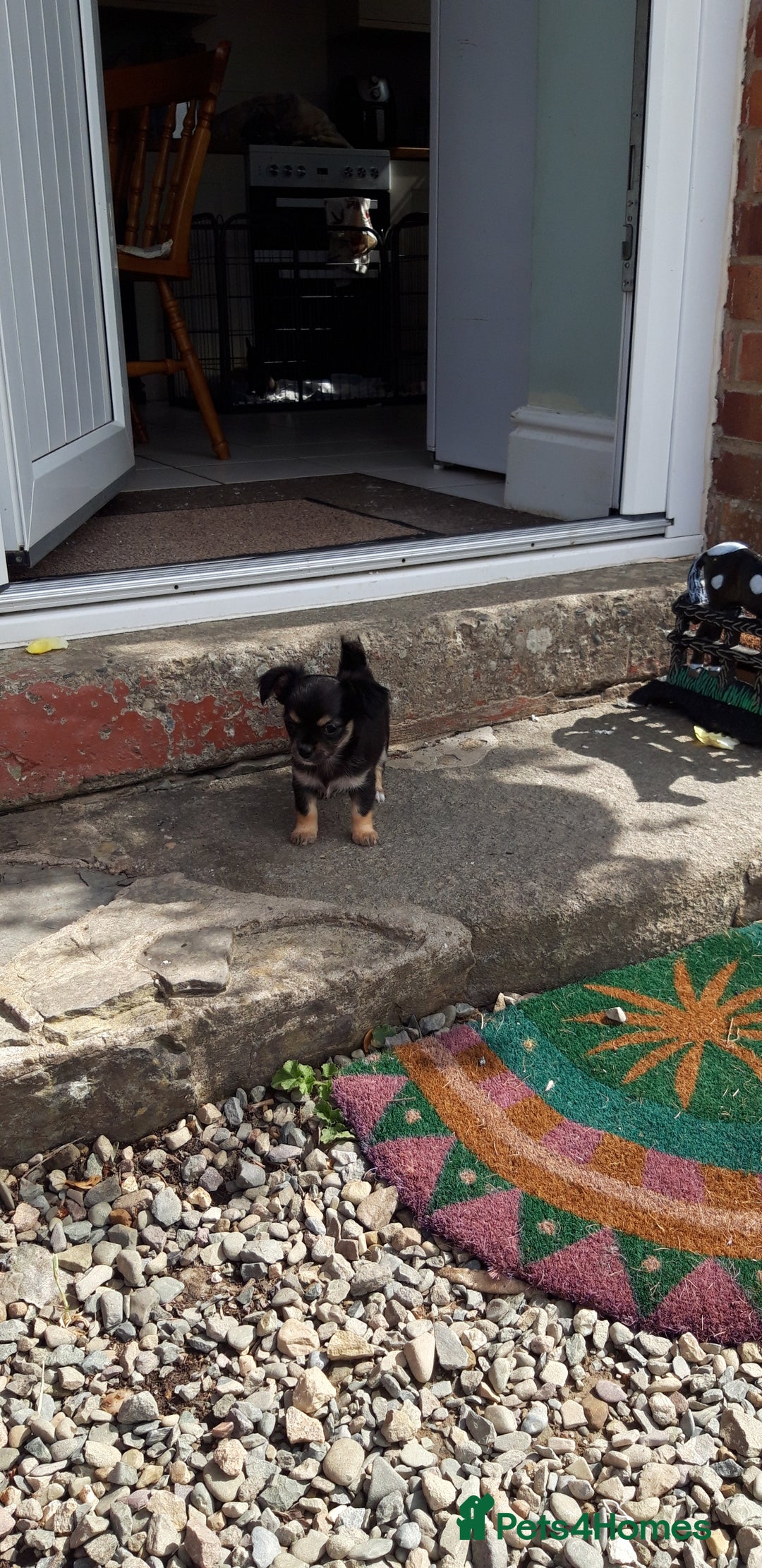 Chihuahua dogs for sale: Chihuahua puppies  - Image 7