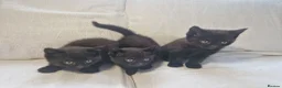 Mixed Breed cats for sale: British short-hair cross kittens  in Saint Austell - Advert 18