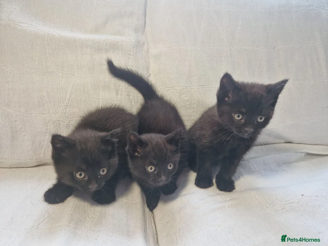 Mixed Breed cats for sale: British short-hair cross kittens  in Saint Austell - Advert 18