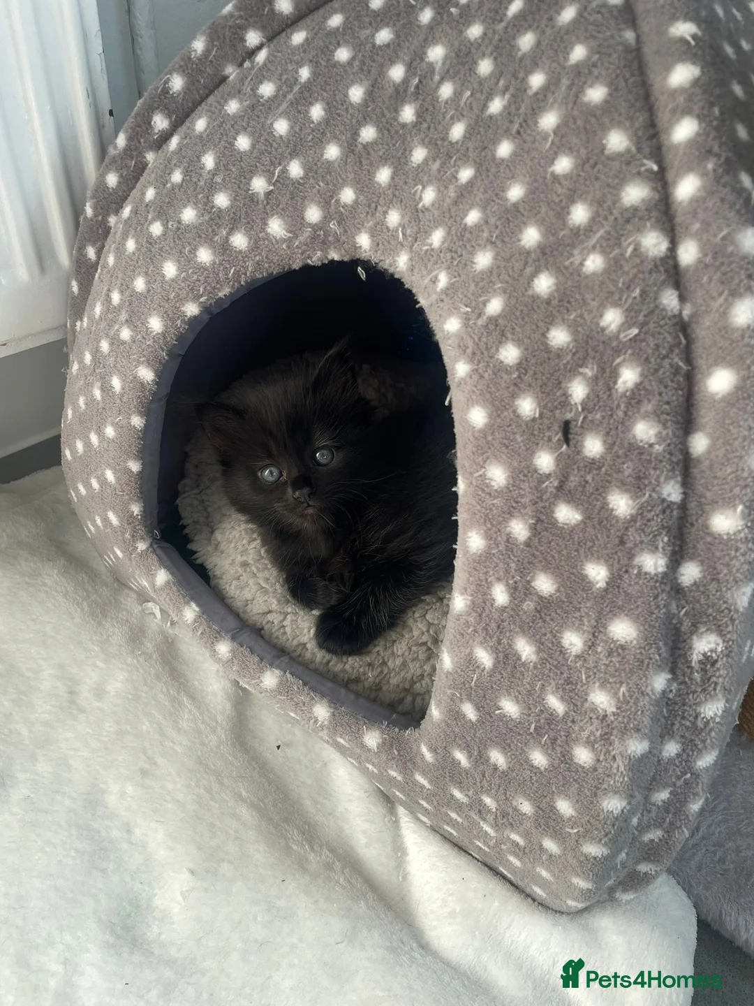 Mixed Breed cats for sale: Beautiful kittens ready for forever homes  in Kingston upon Thames - Advert 6