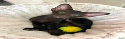 Oriental cats for sale: GCCF Registered Black Oriental Girl - Advert 6