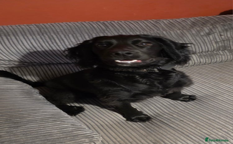 Bocker dogs - Advert 2