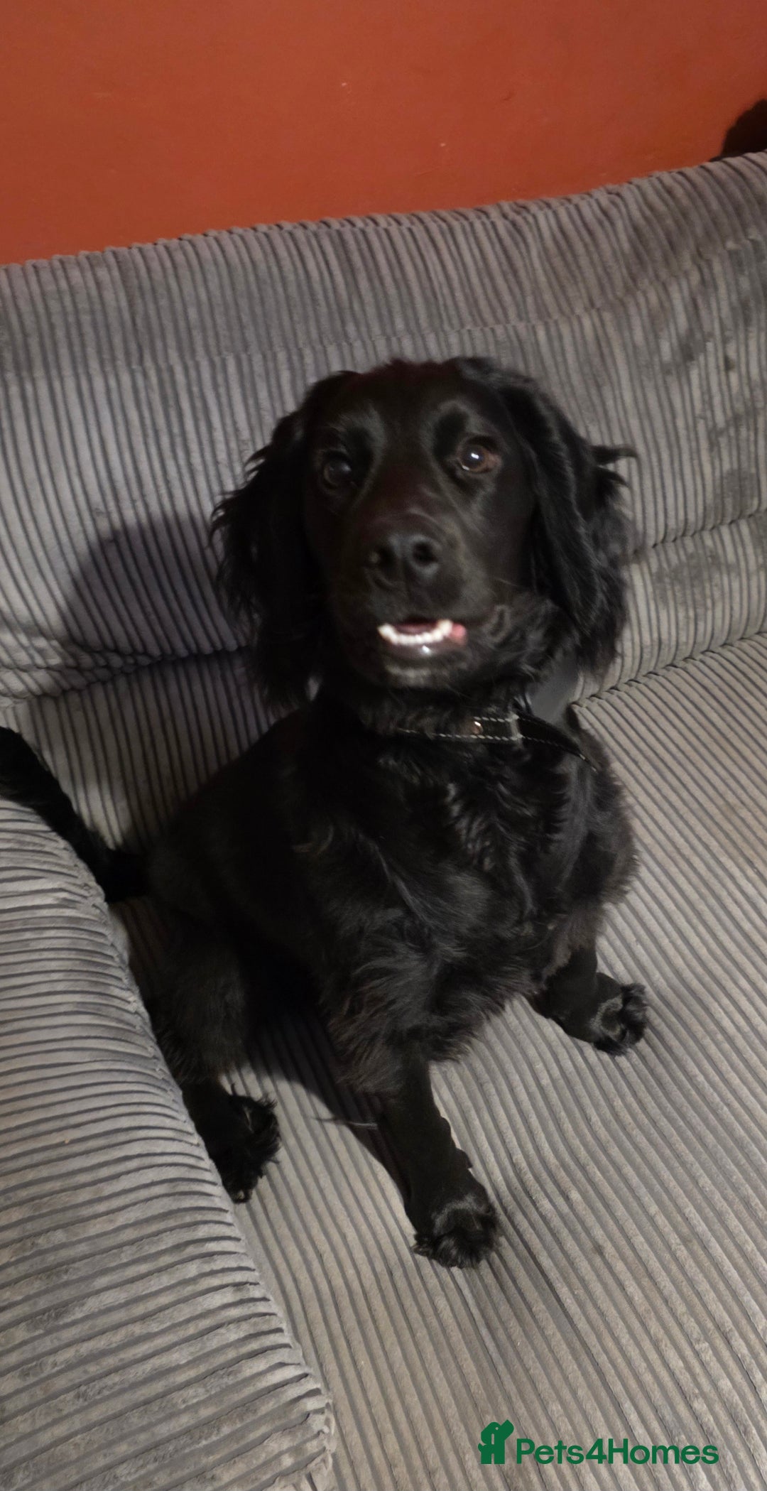 Bocker dogs for sale: Looking for a new home  - Image 1