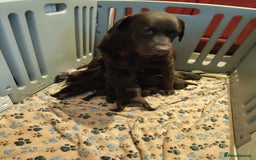 Labrador Retriever dogs for sale: KC registered chocolate puppies  - Image 3