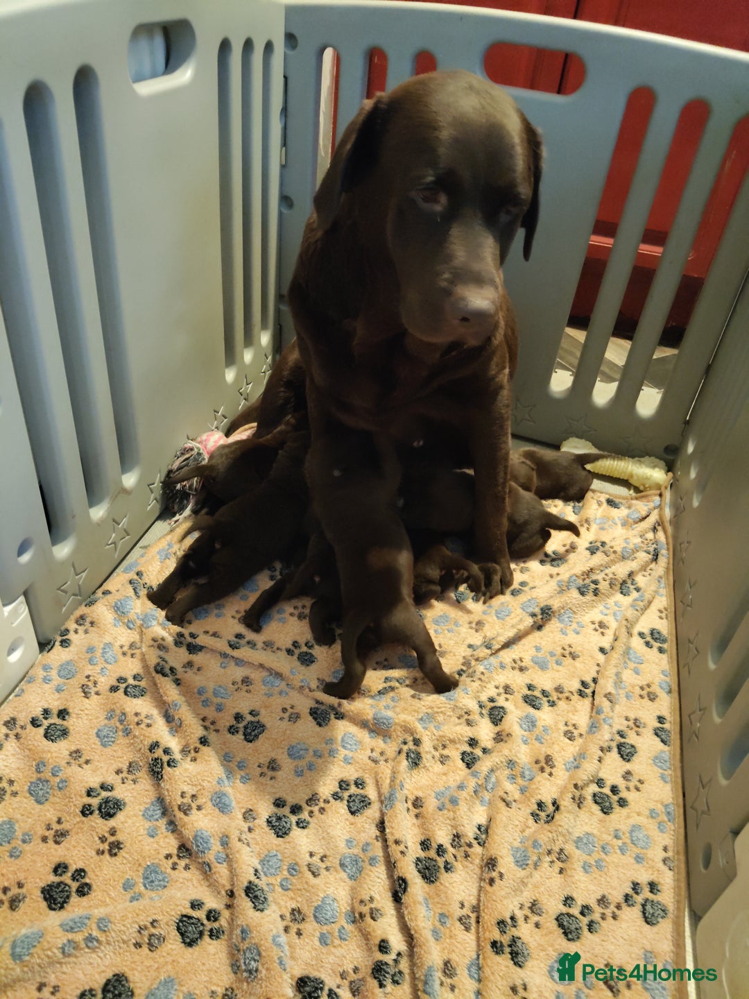 Labrador Retriever dogs for sale: KC registered chocolate puppies  - Image 3