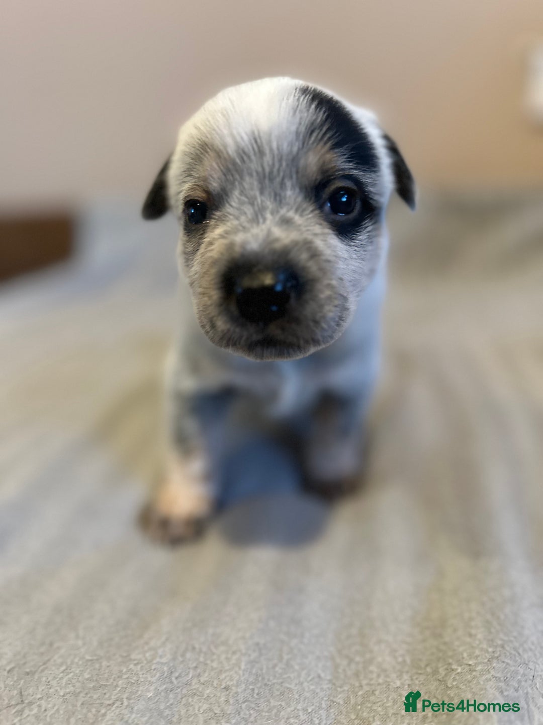 Australian Cattle Dog dogs for sale: Absolutely stunning litter!! - Advert 4