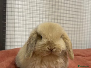 Mini Lop rabbits Pure mini lop babies - Advert 4