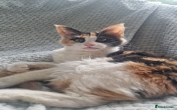 Maine Coon cats for sale: Adorable Maine Coon Kittens for Sale - Image 13