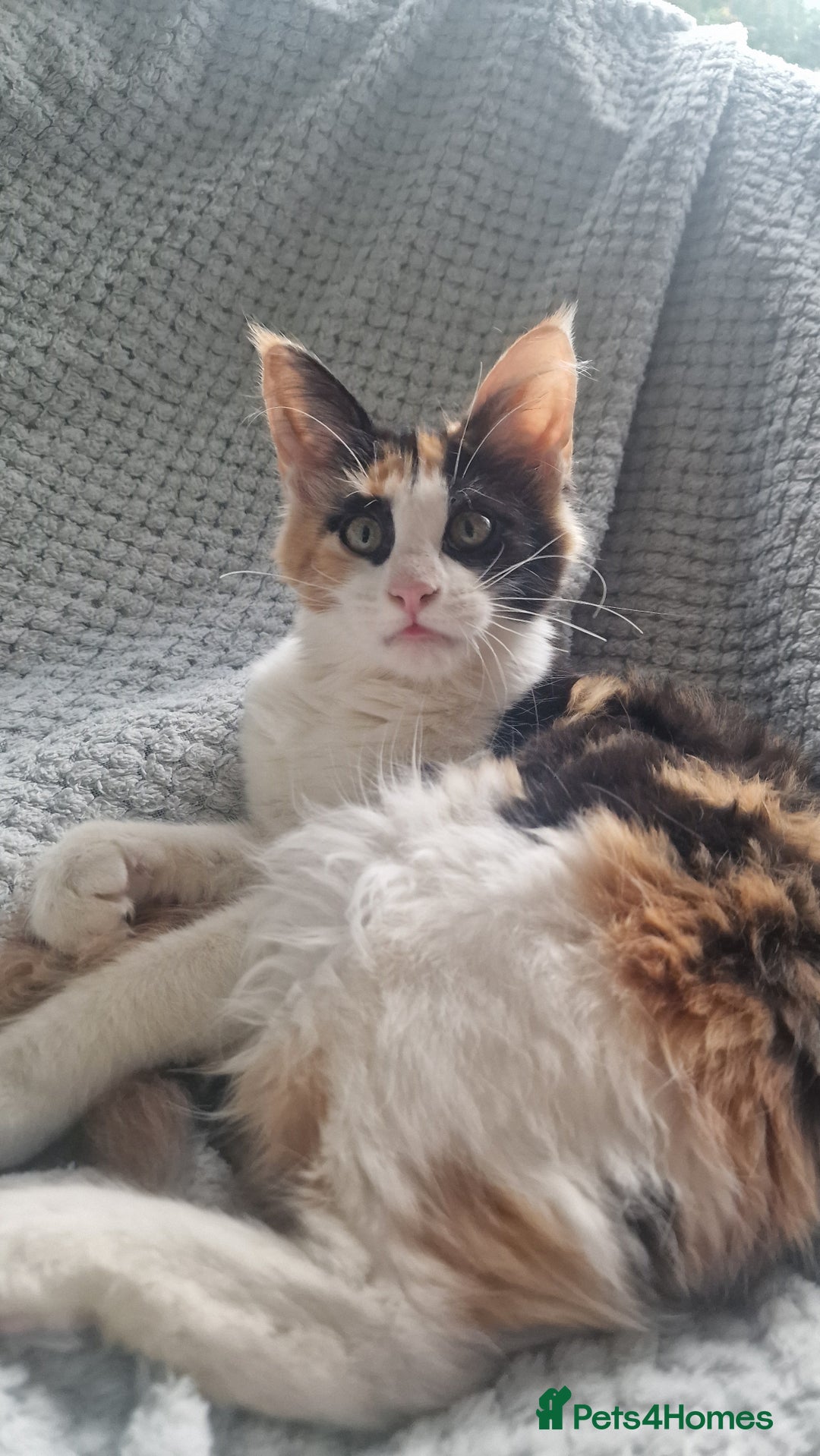 Maine Coon cats for sale: Adorable Maine Coon Kittens for Sale - Image 13