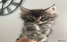 Maine Coon cats for sale: Maine Coon Kittens for Sale 4 Boys Left  - Image 10