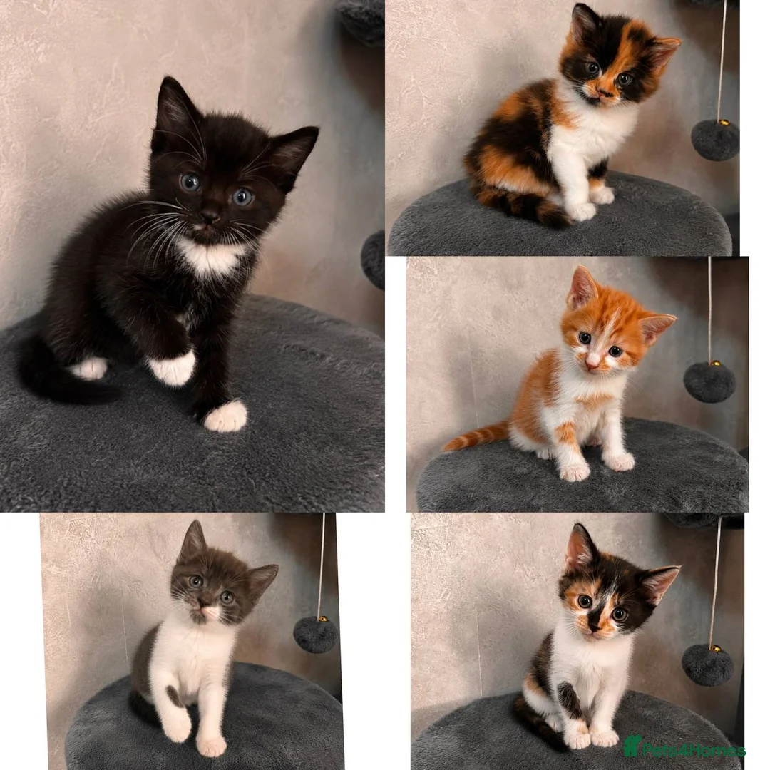 Mixed Breed cats for sale: Kittens Looking for Their Forever Homes🏡❤️ - Advert 1