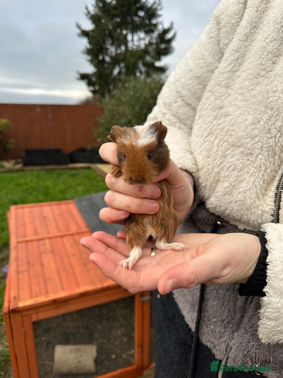 Guinea Pig rodents for sale: Male baby’s  - Advert 2