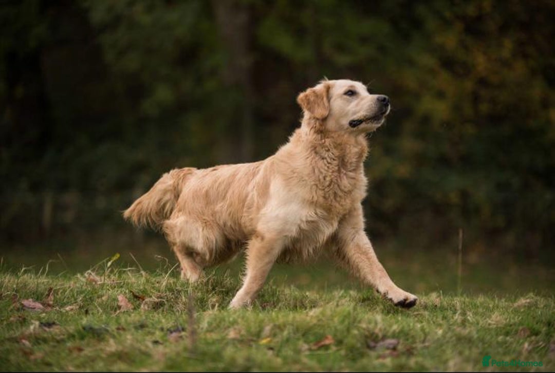 Golden Retriever dogs for sale: Beautiful Goldies - Advert 8