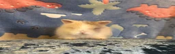 Lionhead rabbits for sale: Adorable double mane lionhead baby bunnies  - Advert 24