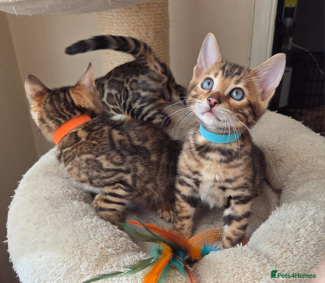 Bengal cats for sale: ✨ Bengal TICA Registered kittens Available ✨🐱 - Image 23