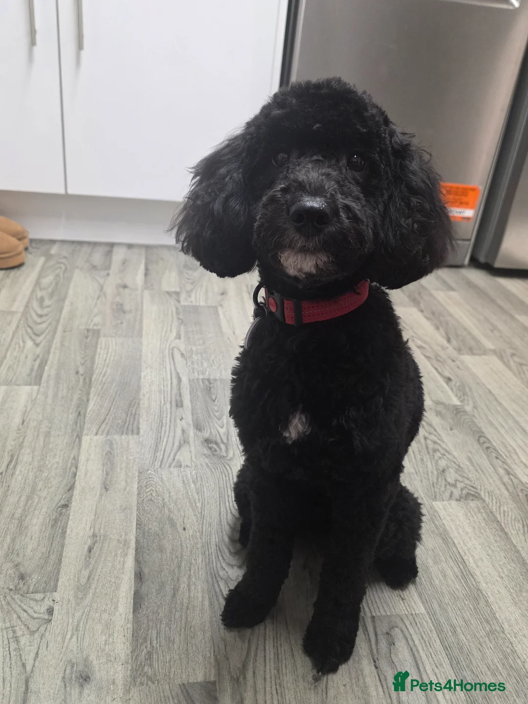 Mixed Breed dogs for sale: Cockapoo male  - Advert 2