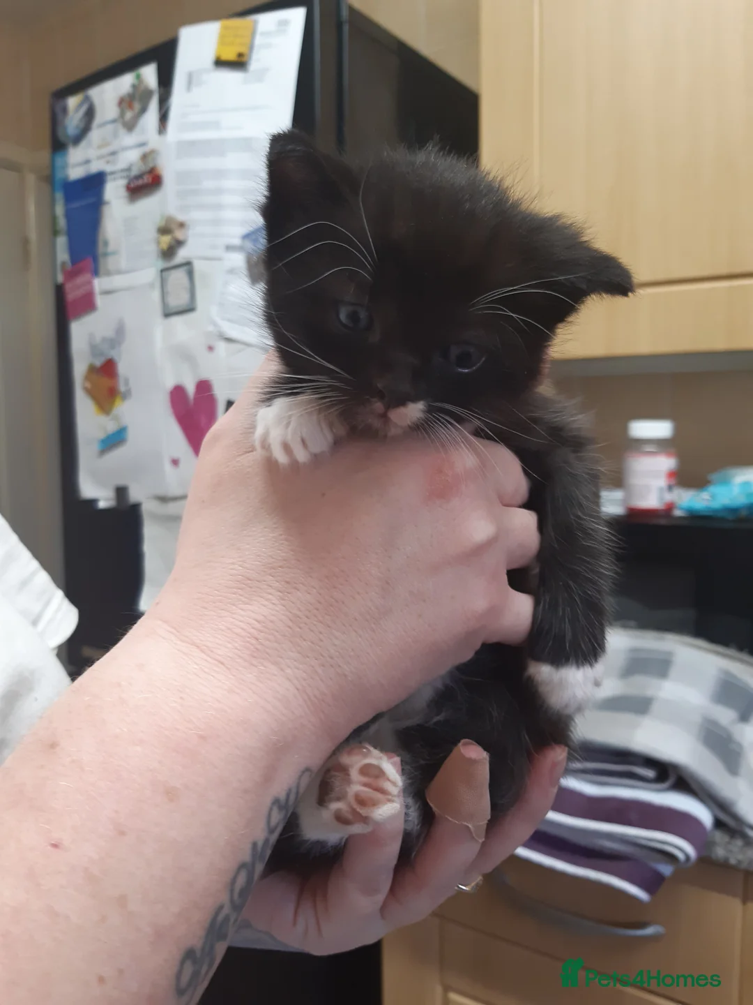 Ragdoll cats for sale: Black fluffy ragdoll x domestic kittens  - Advert 5