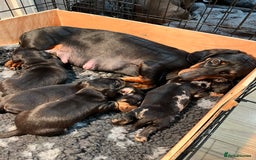 Dachshund dogs for sale: Dachshund puppies - Advert 3