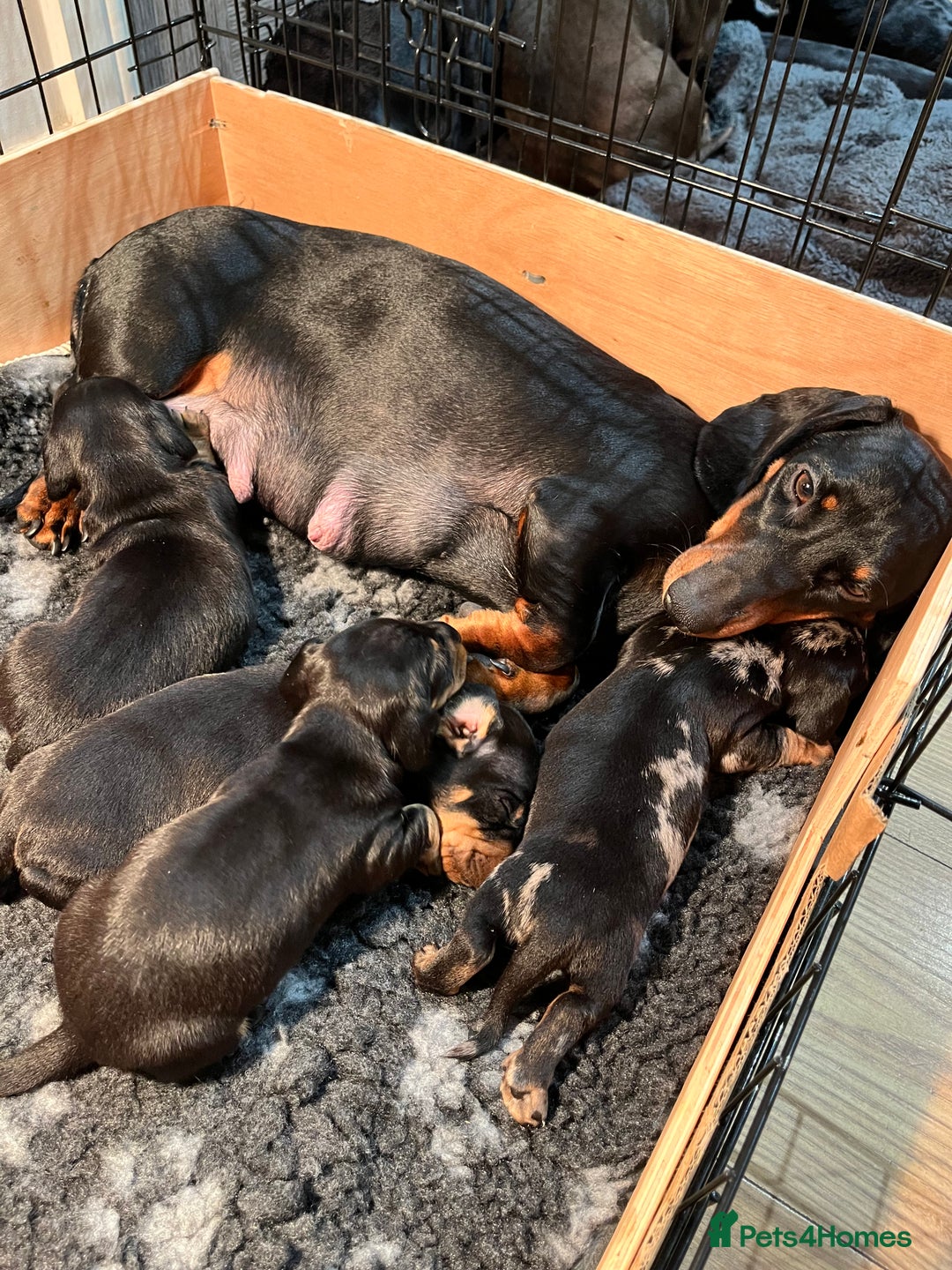 Dachshund dogs for sale: Dachshund puppies - Advert 3
