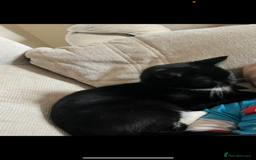 Domestic Shorthair cats for sale: Brother cats. One rock and white and one ginger.  - Image 3