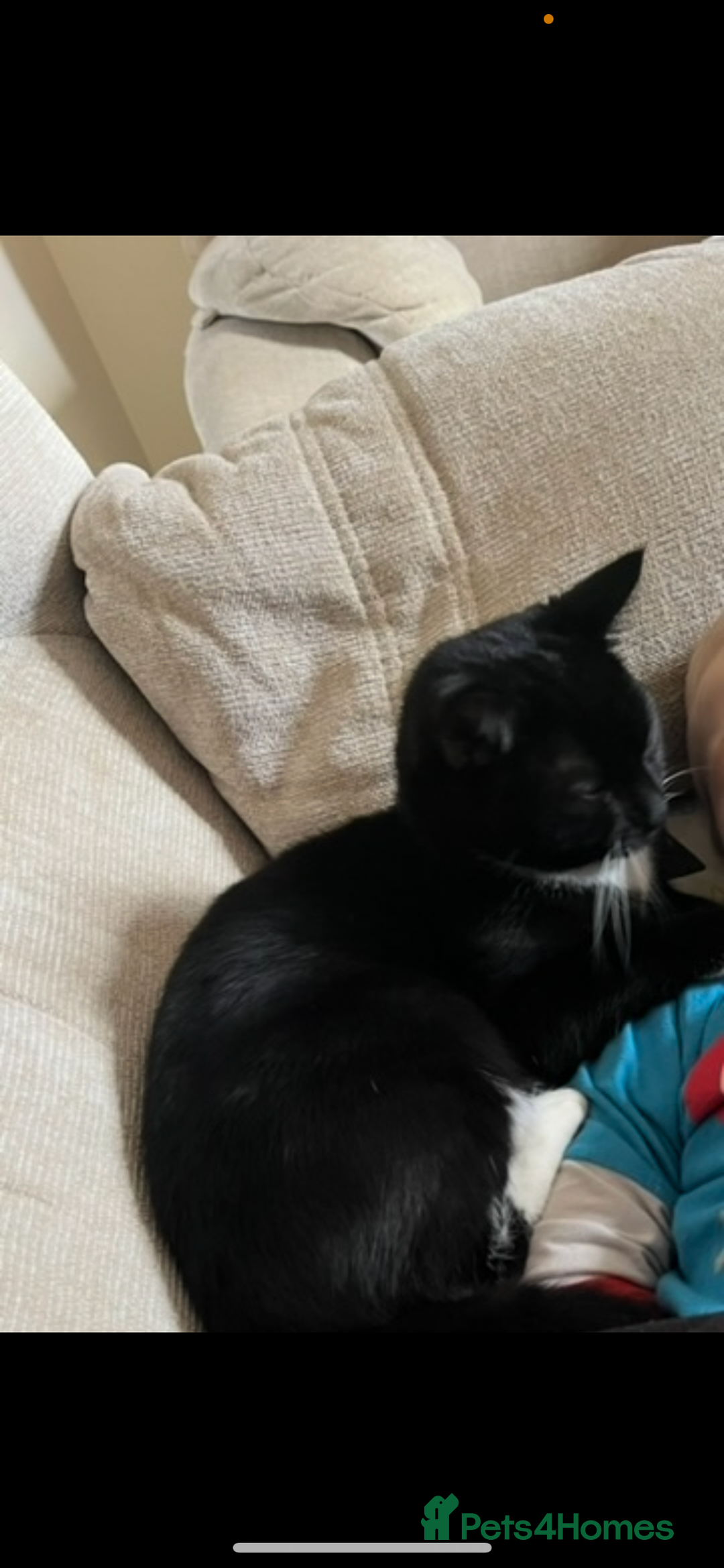 Domestic Shorthair cats for sale: Brother cats. One rock and white and one ginger.  - Image 3