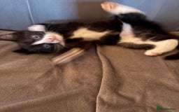 Mixed Breed cats for sale: Black and white tuxedo kittens - Image 3