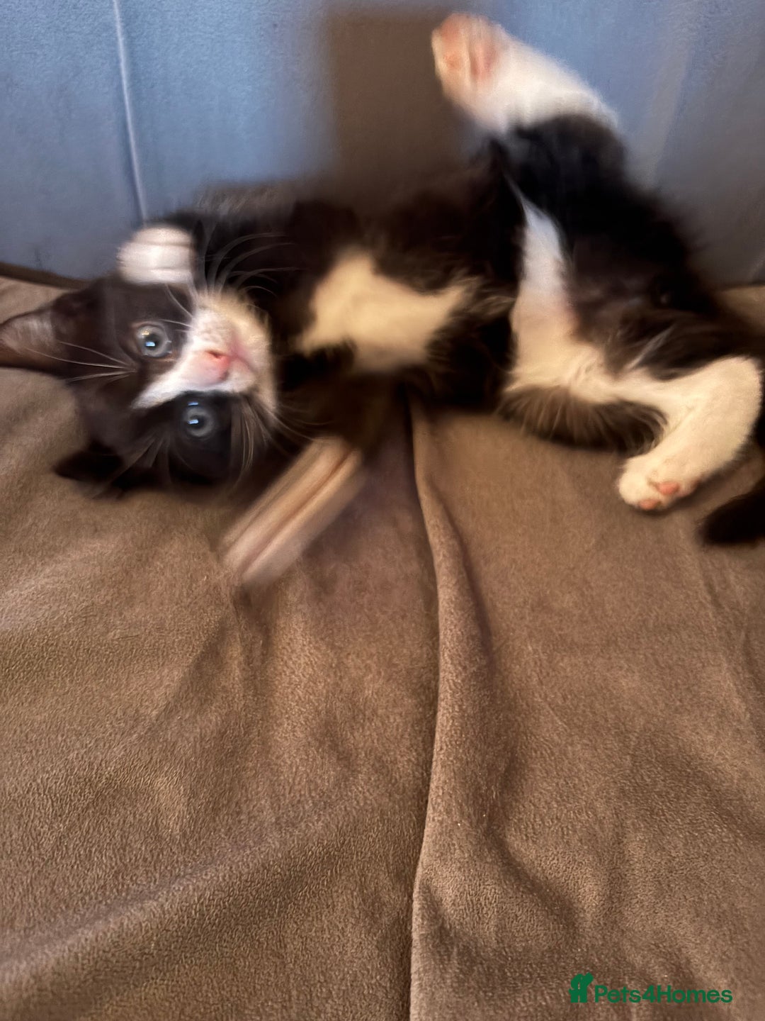 Mixed Breed cats for sale: Black and white tuxedo kittens - Image 3