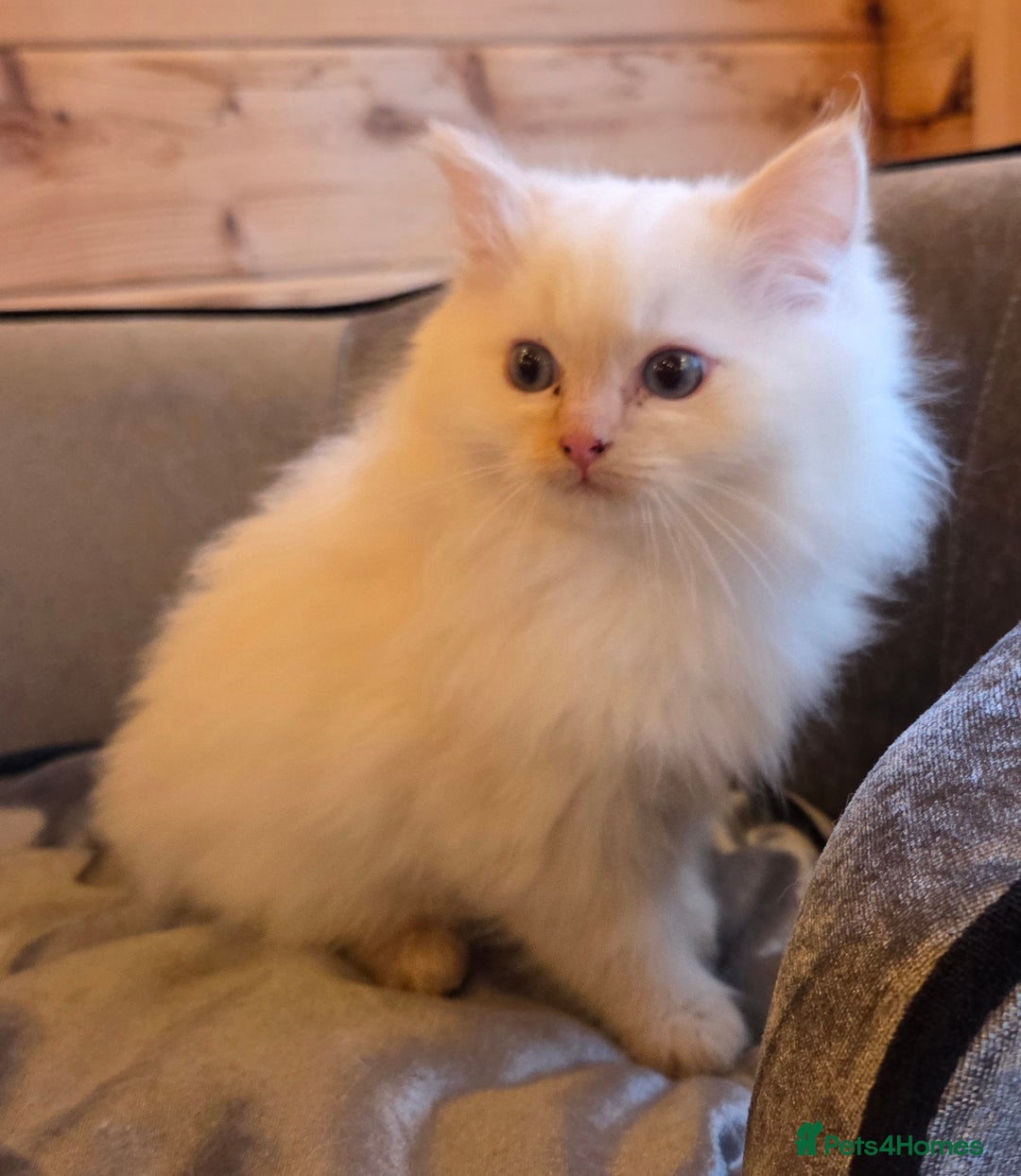 Ragdoll cats for sale: Flame boy Ragdoll kitten - Advert 3