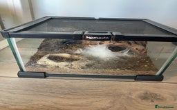 Tarantulas invertebrates for sale: Mix of tarantulas - Image 4