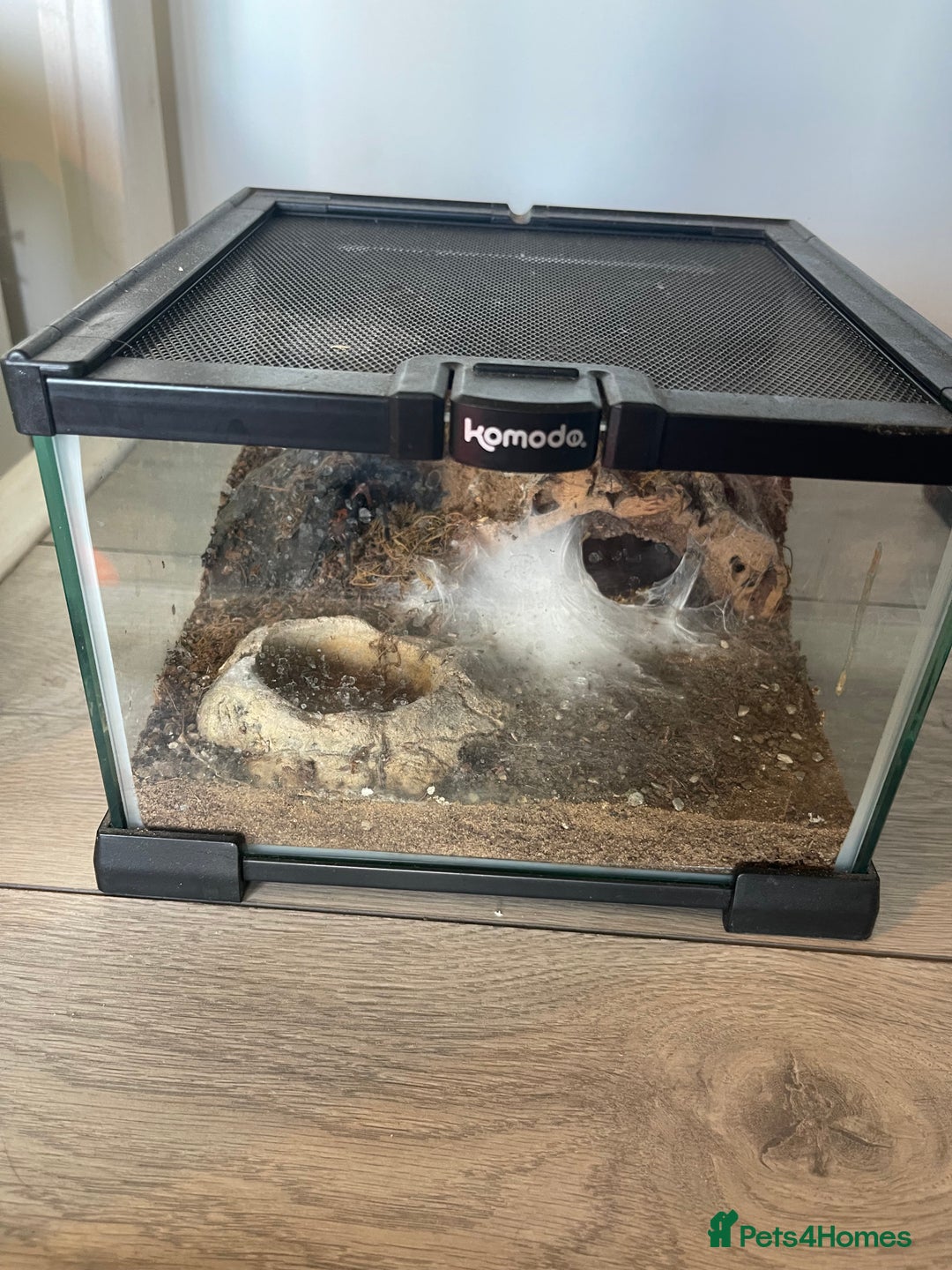 Tarantulas invertebrates for sale: Mix of tarantulas - Image 4