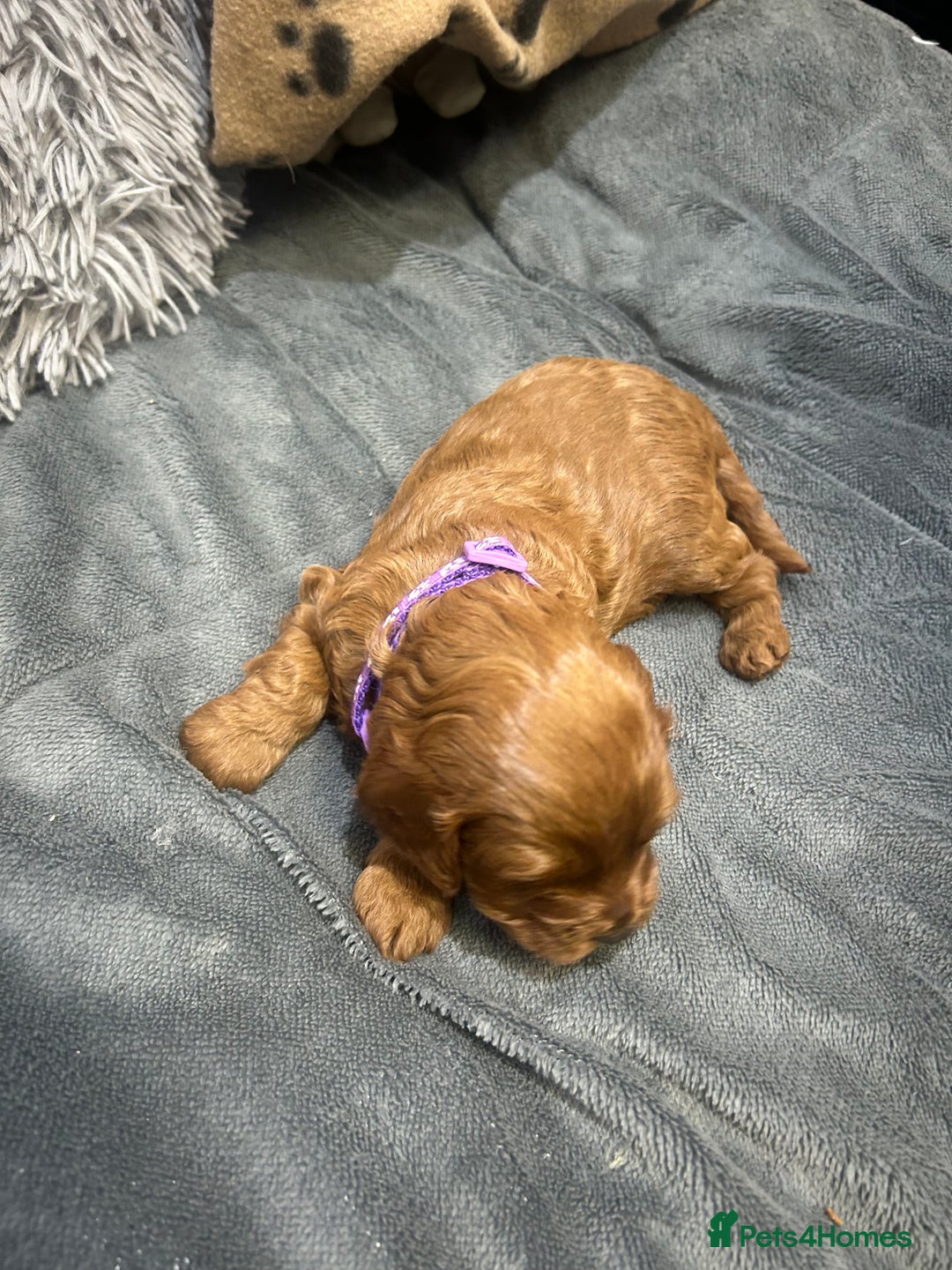 Cavapoo dogs for sale: 7 gorgeous F1b Cavapoo Puppies (4 girls & 3 boys)  - Image 11