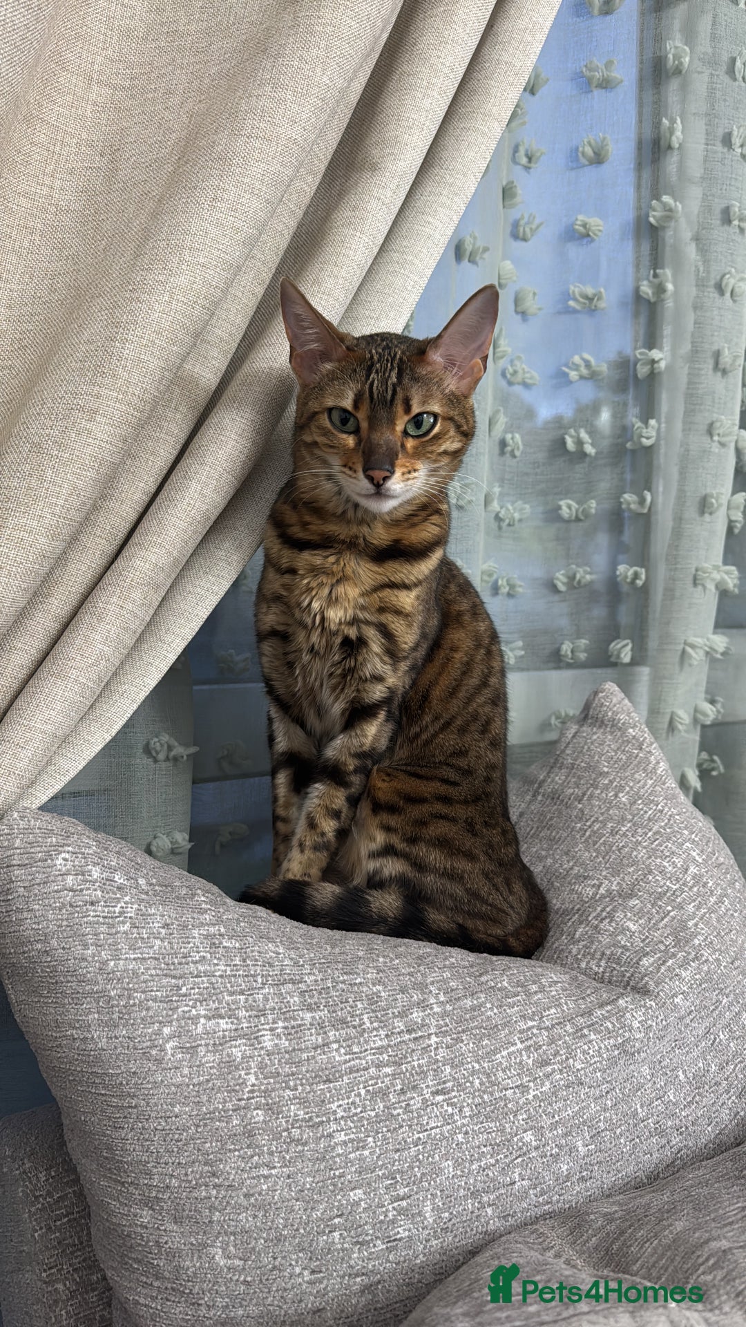Bengal cats for sale: Female bengal for sale - Advert 1