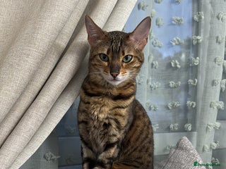 Bengal cats Female bengal for sale - Advert 1