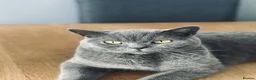 British Shorthair cats for sale: Gorgeous British Shorthair Boy Looking  - Advert 1