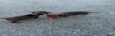 Dachshund 2