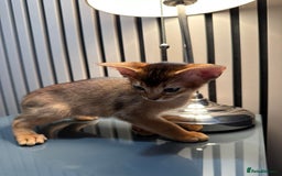 Abyssinian cats for sale: Last 3 kittens left ♥️💙 - Image 24