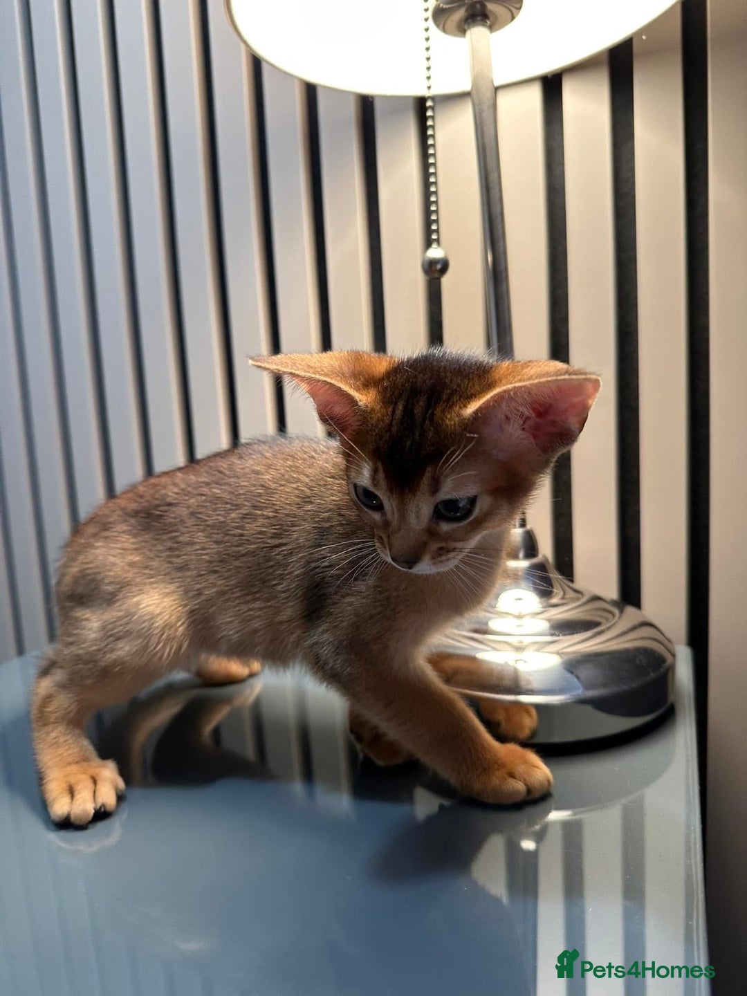 Abyssinian cats for sale: Last 3 kittens left ♥️💙 - Image 24