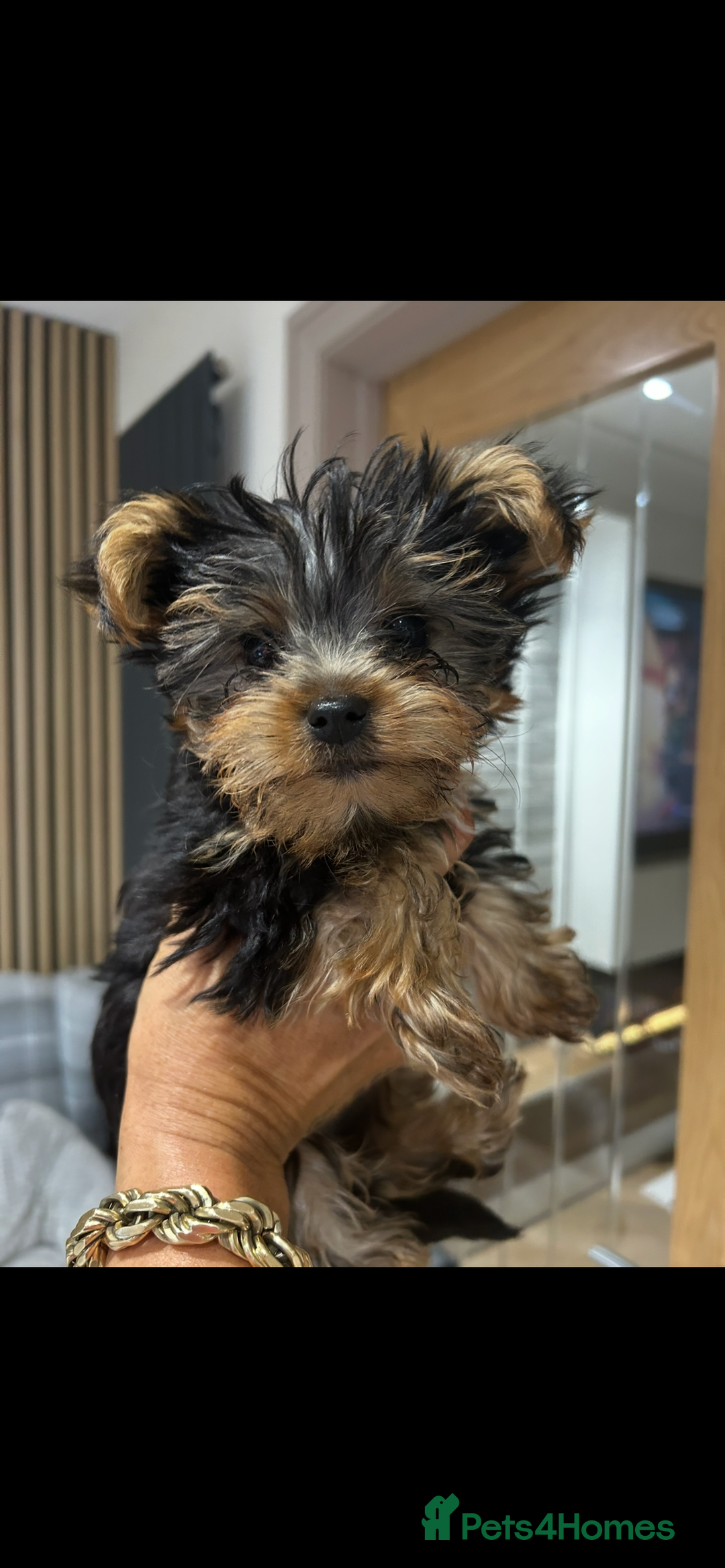 Yorkshire Terrier dogs for sale: Stunning tiny boy  - Image 3