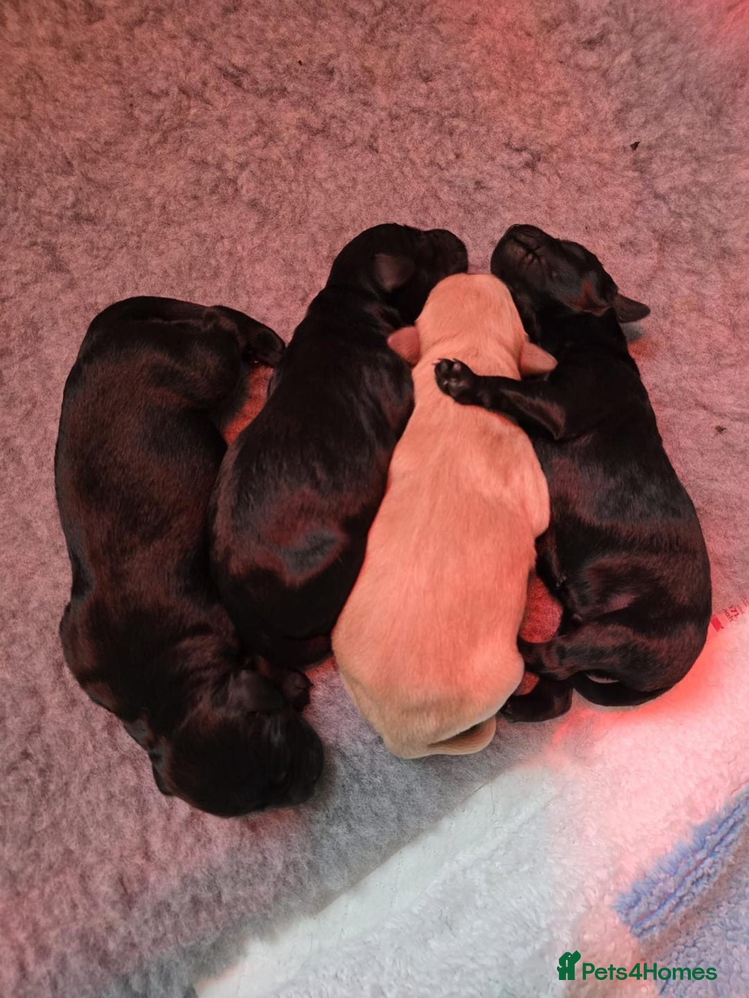 Labradoodle dogs for sale: Adorable Labradoodle puppies - Advert 2