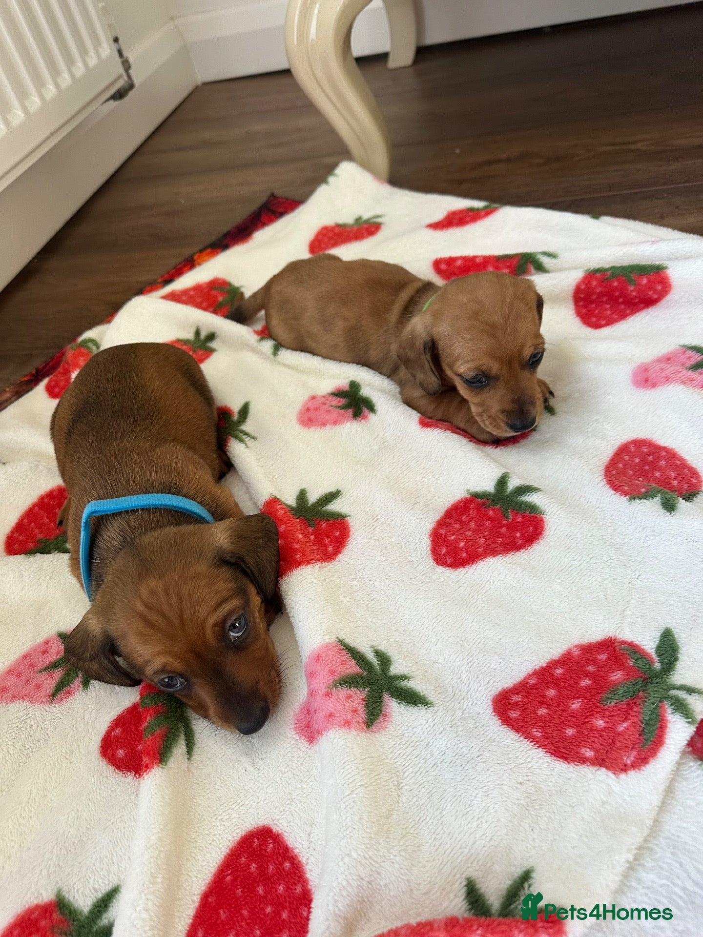 Miniature Dachshund dogs 2x male miniature dash hounds  - Advert 20